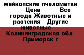  майкопские пчеломатки F-1  › Цена ­ 800 - Все города Животные и растения » Другие животные   . Калининградская обл.,Приморск г.